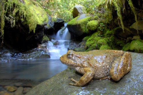 A foothill yellow legged frog is at home both on land and in the rivers and creeks of California.  Credit: Alessandro Catenazzi.