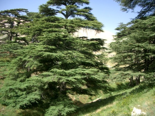 The cedars of Lebanon are a symbol in this part of the world: of strength, and of longevity.